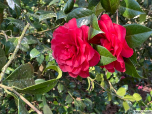 Camellia Les Jury 